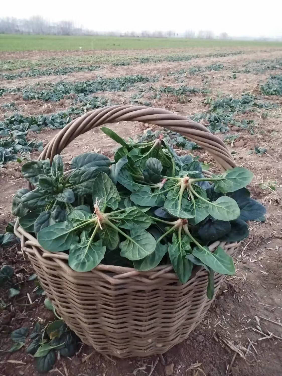 露天菠菜新鲜霜冻矮脚趴地菠菜红根土菠菜批发时令蔬菜农家菜霜冻矮脚