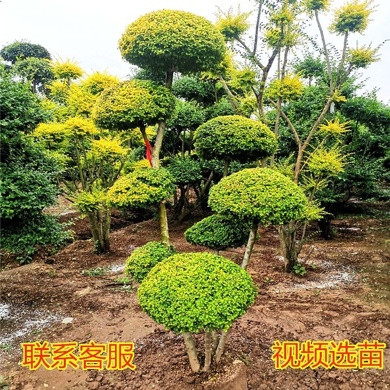 亮晶女貞造型樹亮晶女貞球庭院綠化植物棒棒糖植物籬笆苗四季長青球形