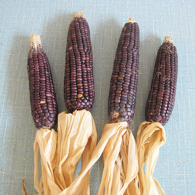 干玉米棒老玉米棒子新货整根带皮带叶天然真实晒干苞米农家乐装饰 老