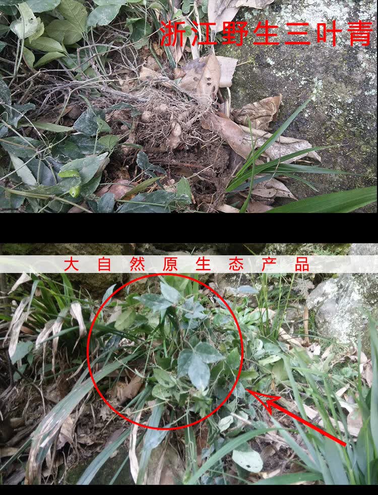 浙江三叶青中药干货100-500g清热祛火紫藤金线吊葫芦 磨粉500克