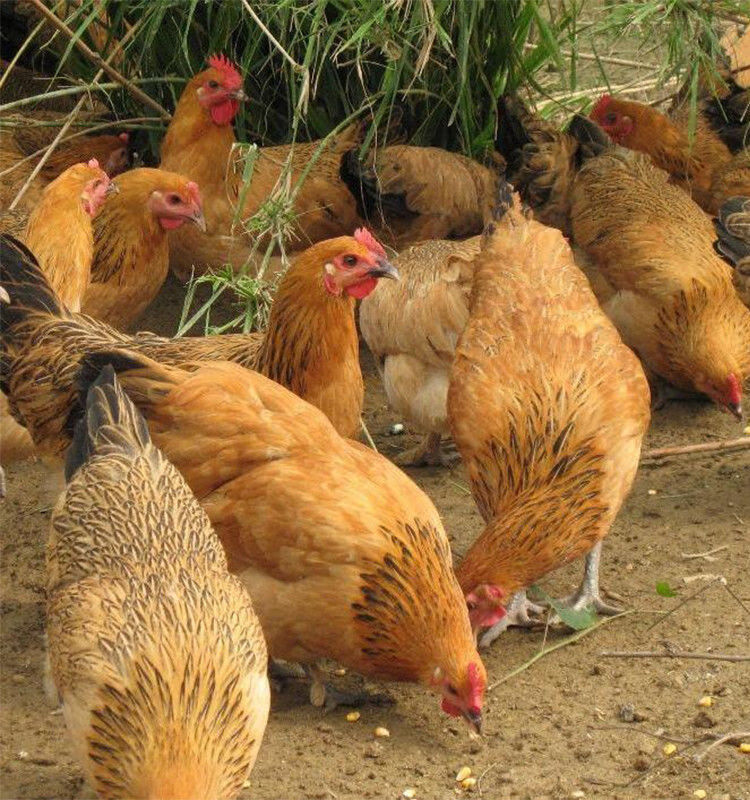 产蛋王下蛋鸡活鸡包活到家麻羽绿壳蛋鸡幼苗鸡活体土鸡活体半斤左右