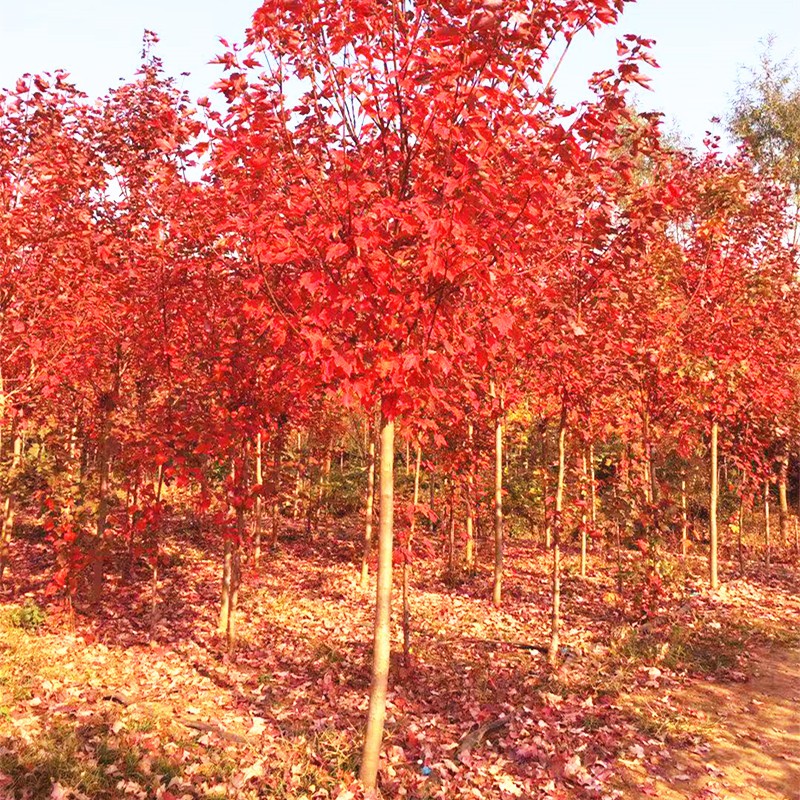 紅楓樹苗紅楓樹苗紅楓樹苗庭院花園別墅景觀樹苗日本紅楓紅舞姬美國