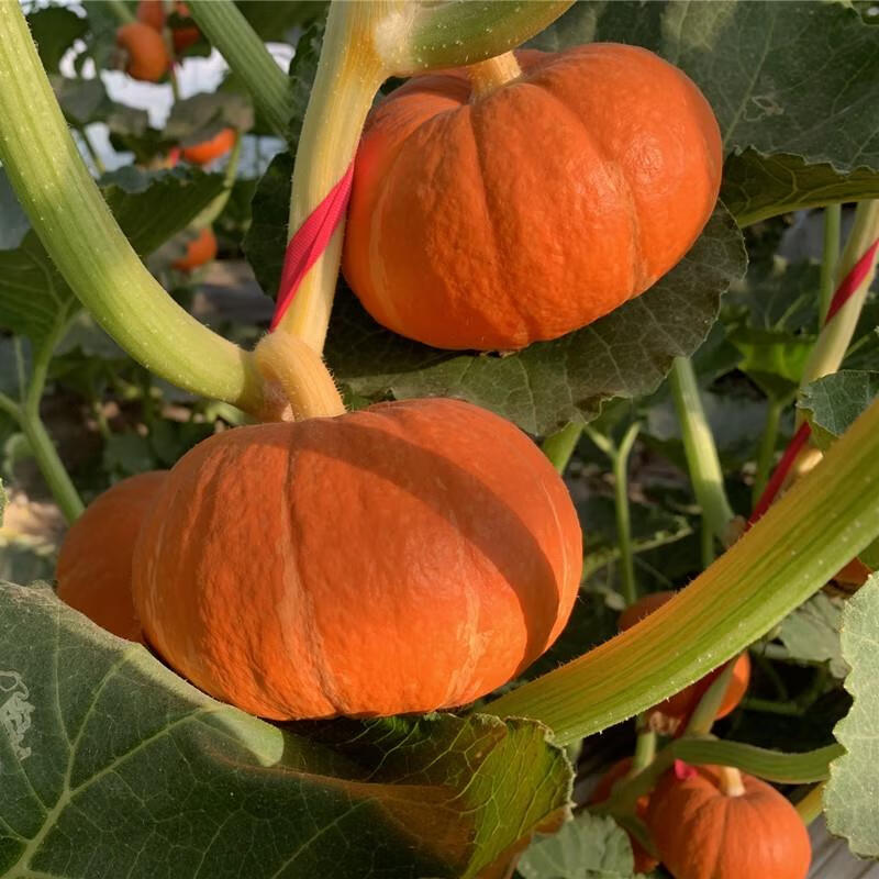 贝贝南瓜 红贝贝 日本品种小南瓜 板栗番南瓜宝宝辅食 新鲜果蔬 礼盒