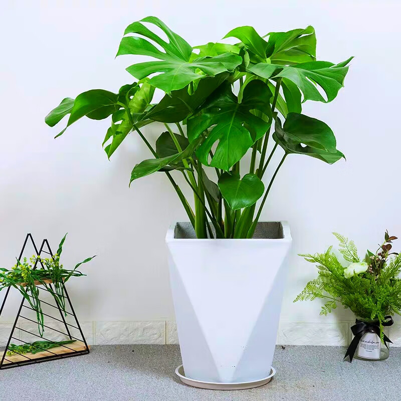 龟背竹大盆栽室内客厅大叶大型绿植仙洞简约 圆柱水泥 春羽_70-80厘米