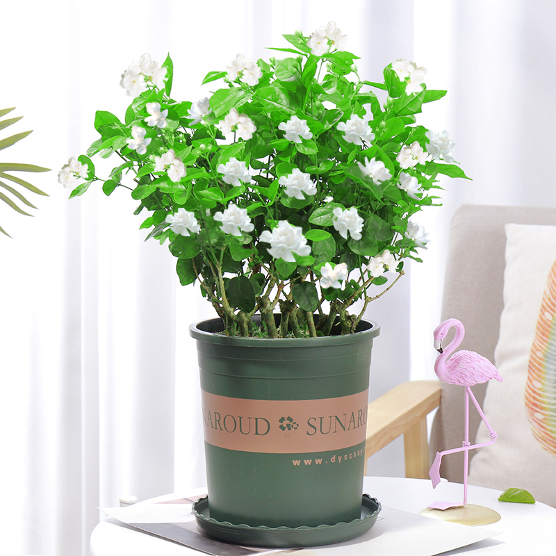 茉莉花盆 茉莉花盆栽植物四季浓香室内卉好养开花不断重瓣虎头茉莉z5