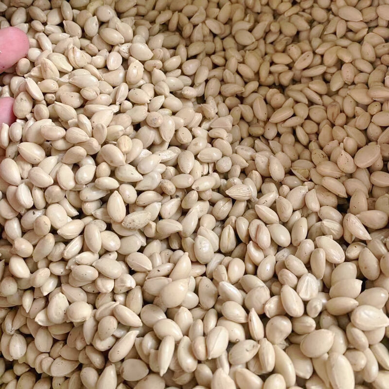 花幽谷枸橘种子小叶香橙四川红桔柠檬嫁接柑桔沙糖桔沃柑脐橙积壳枳壳