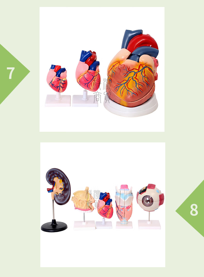 心脏解刨模型6倍放大医学用心内科心脏解剖教学模心脏外科心脏教学