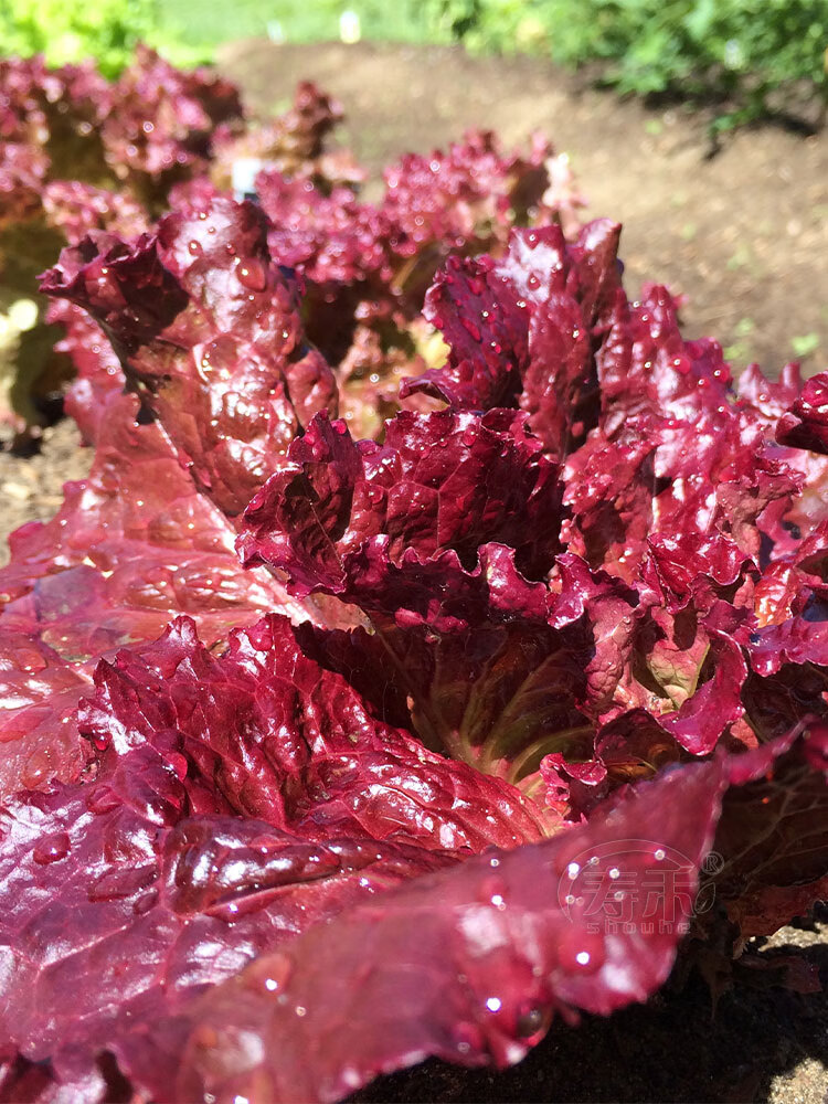 孑苗四季盆栽罗马意大利菜籽籽种奶油蔬菜阳台秧苗球 紫罗马生菜种子