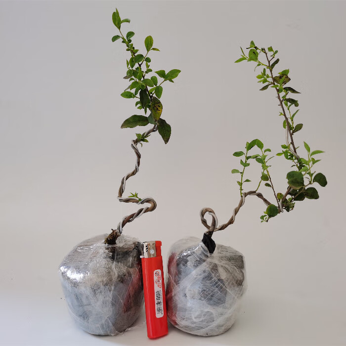 金单弹子小苗金弹子苗金弹子盆景绕弯带造型的金弹子小苗可挂果母