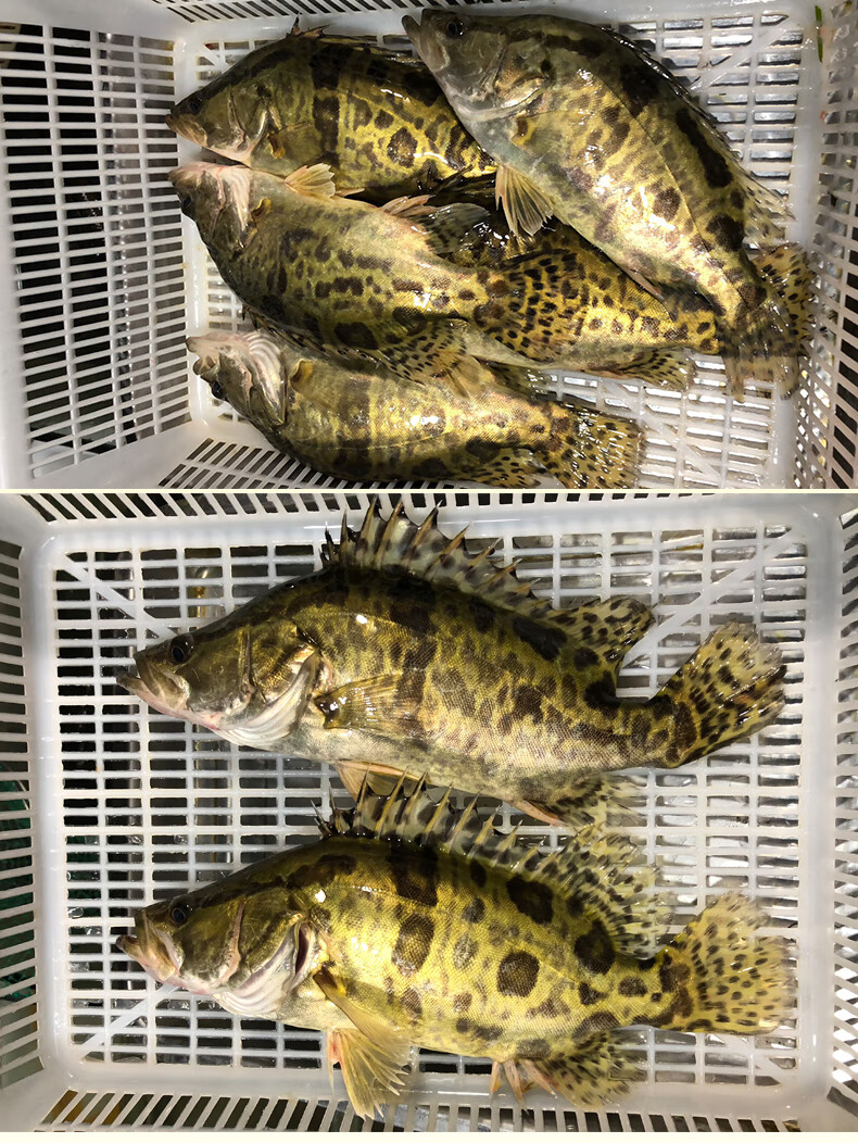 品鲜肴淡水鱼生态小桂鱼鳜鱼桂花鱼鳌花鱼自然长现捕鲜活现杀净膛前15