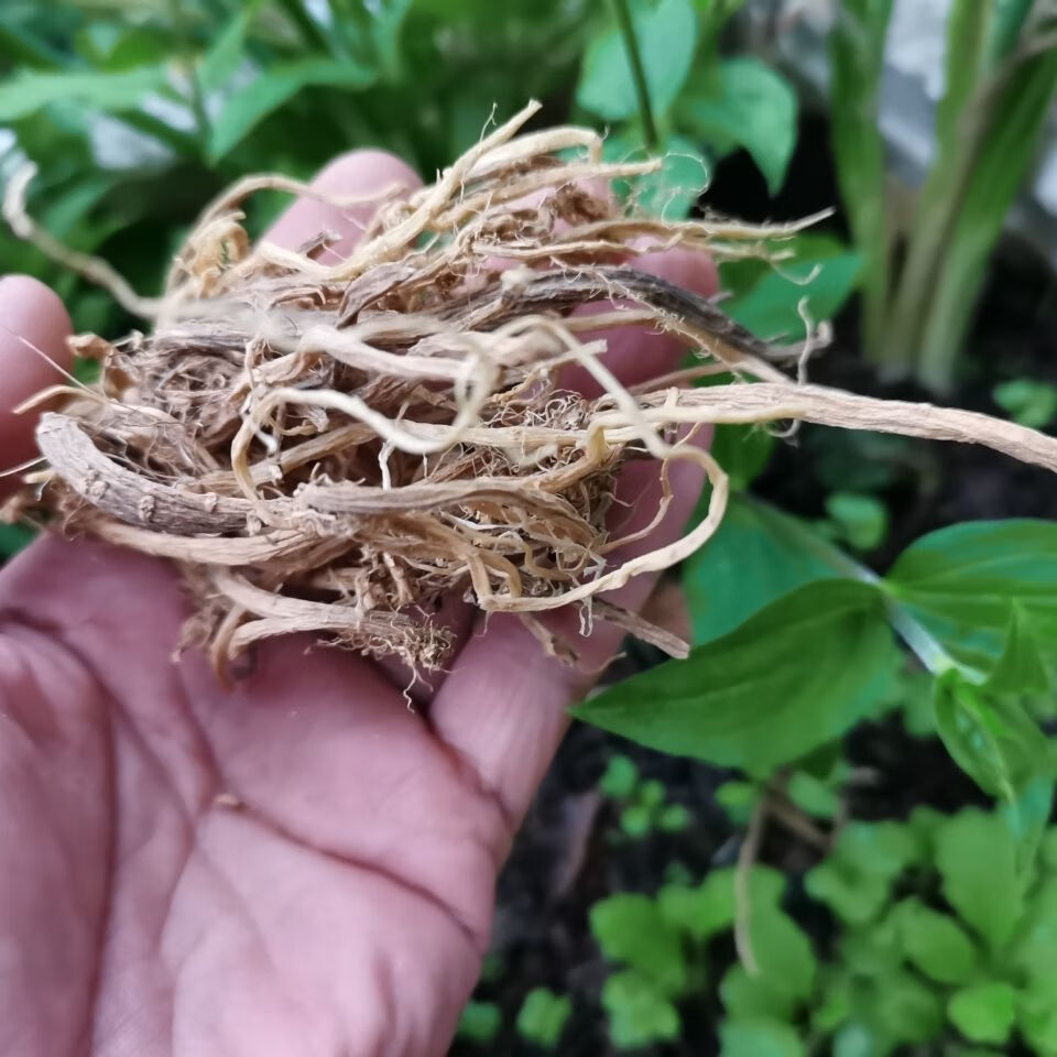 伟博贵州大鹅儿肠干货500克中药材鹅耳肠草药通经草黑牵牛老鹳精500g