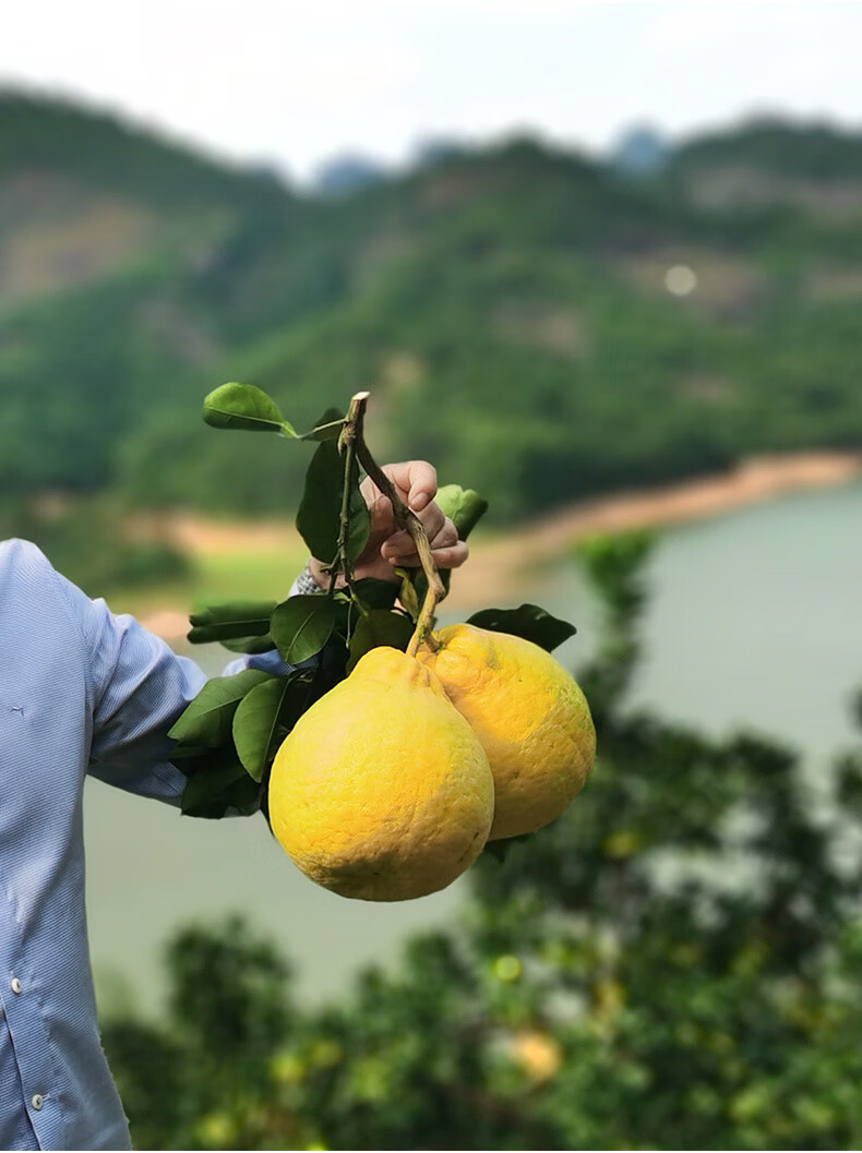 金三源正宗广西容县沙田柚礼盒包装2颗4颗6颗当季柚子新鲜孕妇水果