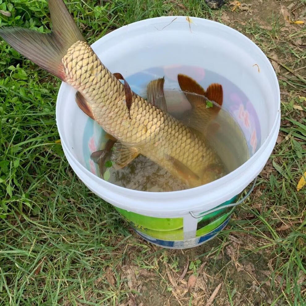 南啵丸买11丁香油钓鱼小药鲤鲫鱼泡酒米窝料红虫蚯蚓沾鱼饵野钓鲫鱼饵