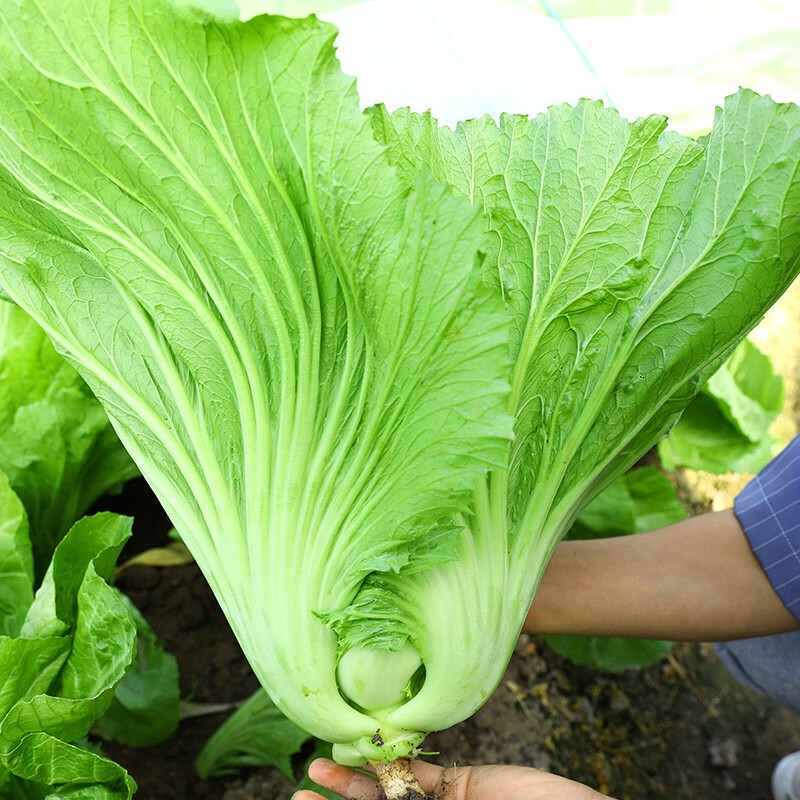 神禾 水东芥菜种子包心疙瘩秋季青菜菜籽 大叶大肉包心芥菜种子 20g