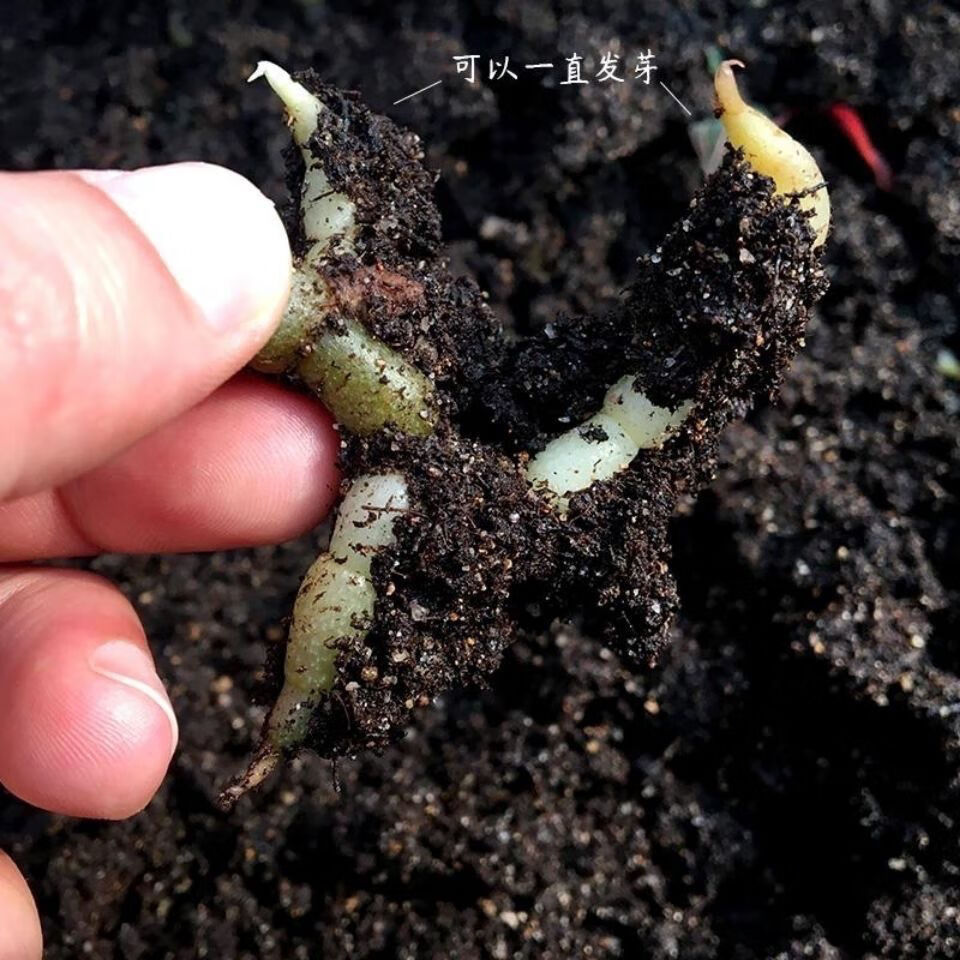 可繁殖再生幼苗 金线莲(3盆9棵)【图片 价格 品牌 报价】-京东