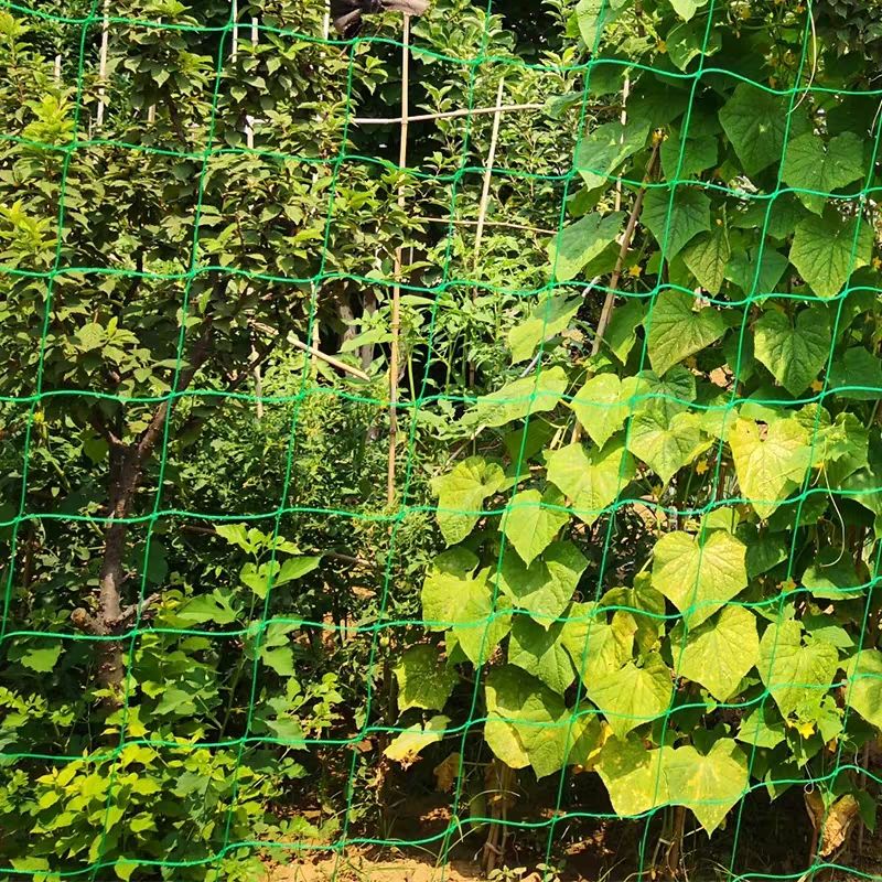 园艺精品都是好货园艺爬藤网百香果葡萄植物攀爬瓜果藤蔓花卉农用网