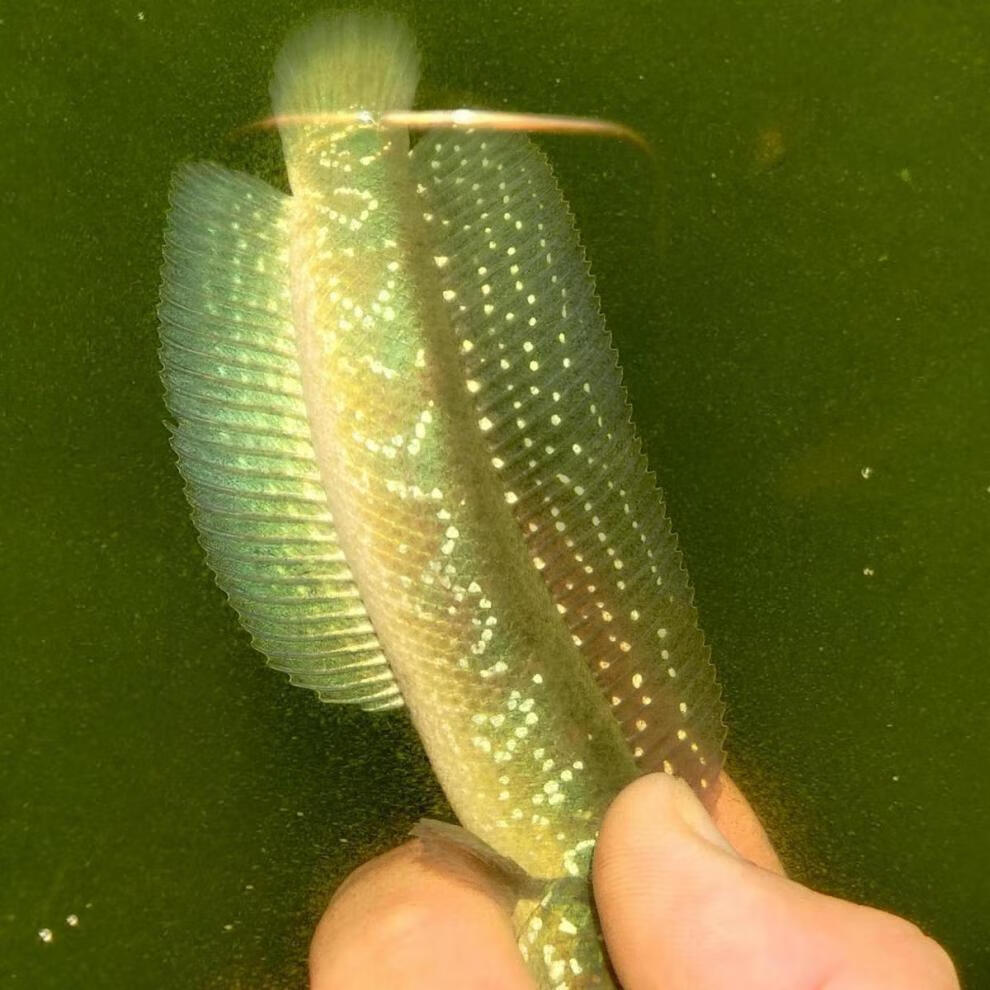 高帆爆星国产雷龙观赏养殖七星鱼月鳢花星鱼高帆视频挑鱼1315厘米1条