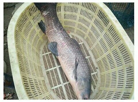 lism鲜活新鲜螺蛳青鱼乌青鱼螺蛳混螺蛳青鱼大鱼淡水鱼820斤活鱼现杀