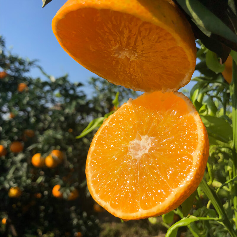 宜章脐橙甜手剥橙香橙子当季新鲜水果20斤纽荷尔湖南郴州19斤75mm含
