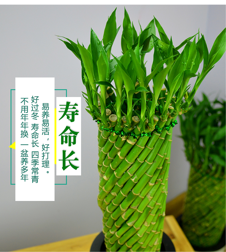 编织富贵竹水培植物花卉水养发财转运竹客厅室内带根盆栽大型绿植编织