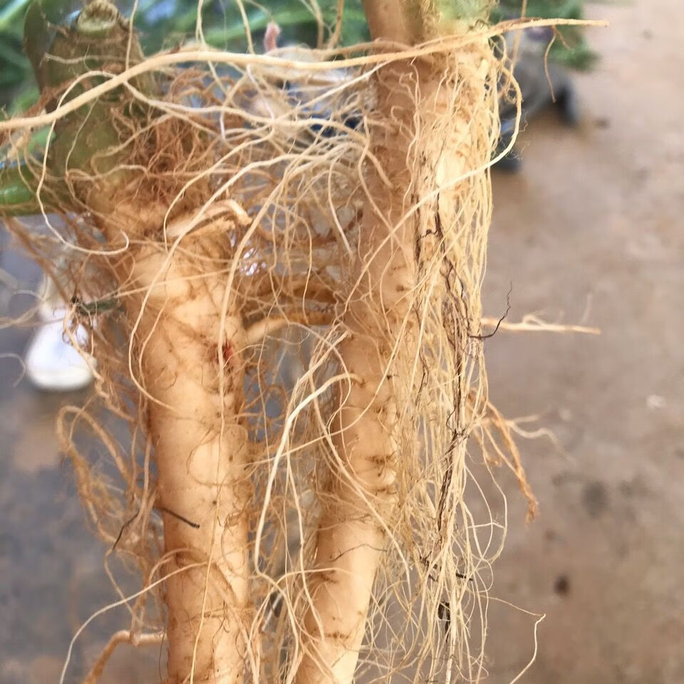 有仁堂正宗白梗白根白刺苋 新鲜白刺苋 野生青刺苋白梗刺苋白刺苋