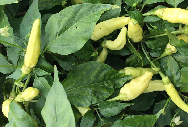 云南小米辣 野山椒白椒泡椒辣椒小米椒朝天椒青辣椒新鲜蔬菜 2500g