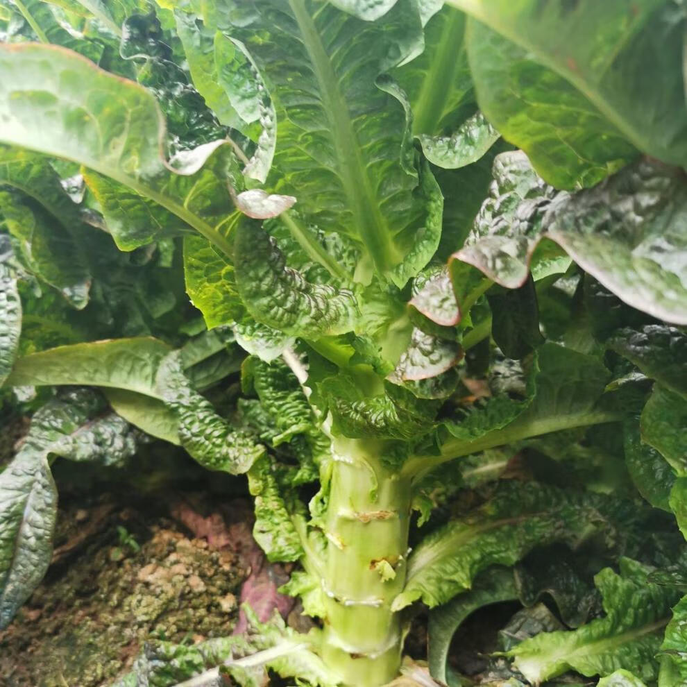 去皮莴笋新鲜农家自种蔬菜新鲜菜当季时令真空包装莴苣青笋子3斤装