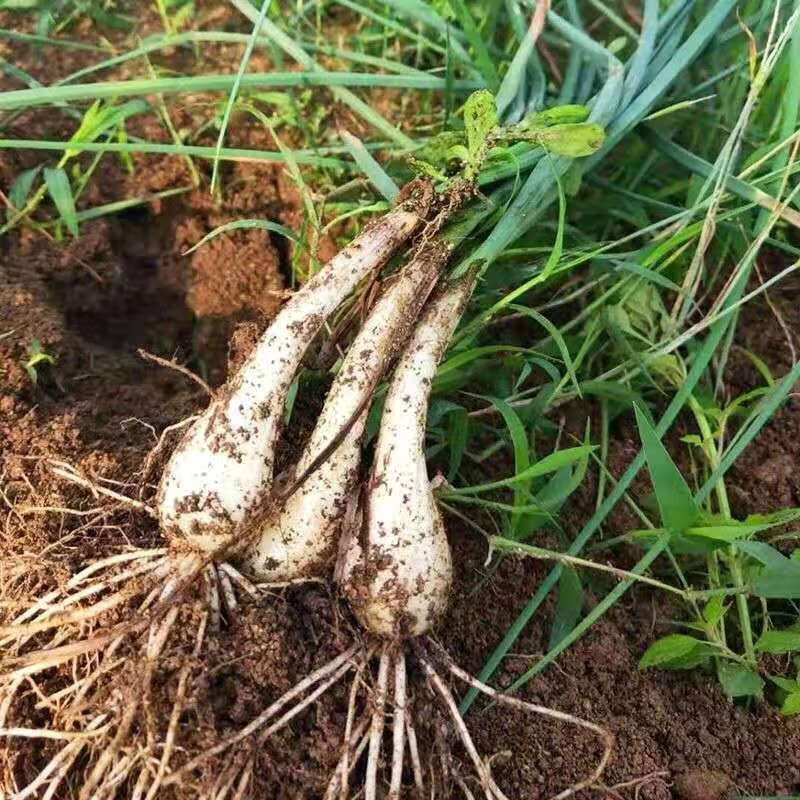 新鲜嫩藠头jiaotou带叶茭头时蔬现挖农家自种叫头荞头薤白小根蒜 去须