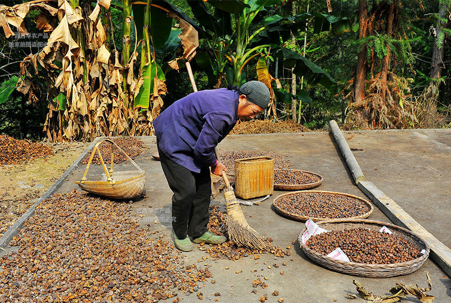 湖南正宗野生高山茶籽油老茶树茶子农家自榨压榨食用油 山茶油