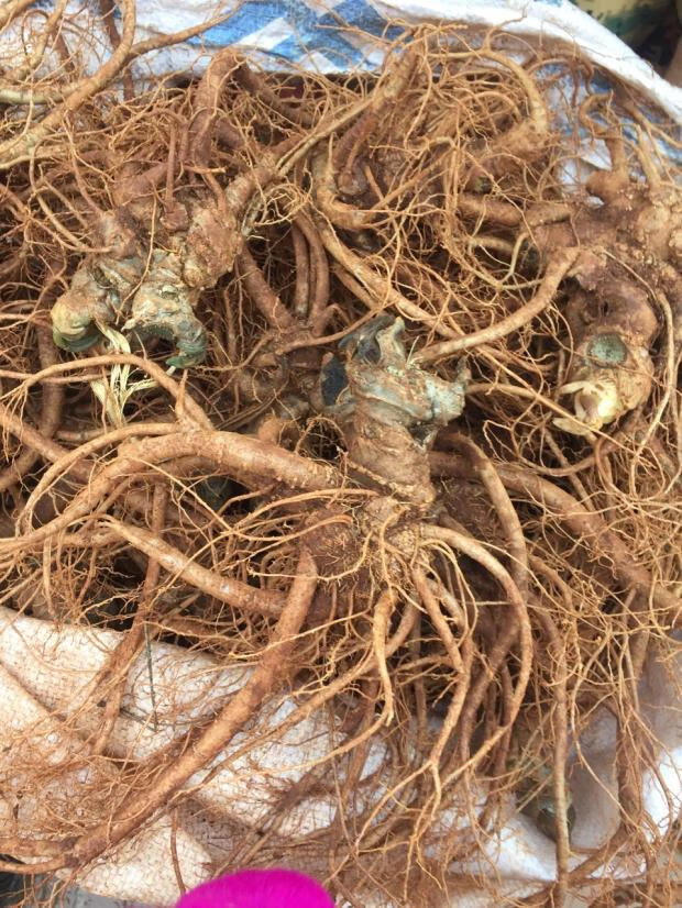 新鲜三七头正宗云南文山三七新鲜根须潮七泡酒煲汤生田七500g 7个新鲜
