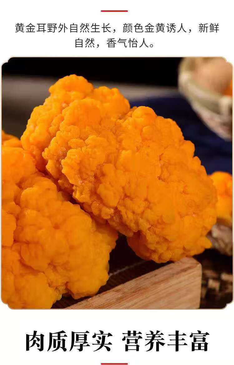云南新鲜菌 金耳菌黄金耳金木耳胶质新鲜金耳菌胶质 500g 1000g 1000