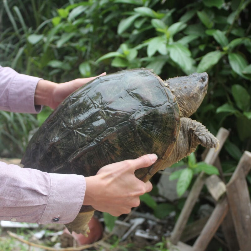 100到300档鳄龟原种佛苗子爆刺佛鳄龟活体乌龟深水佛鳄 直播选龟88