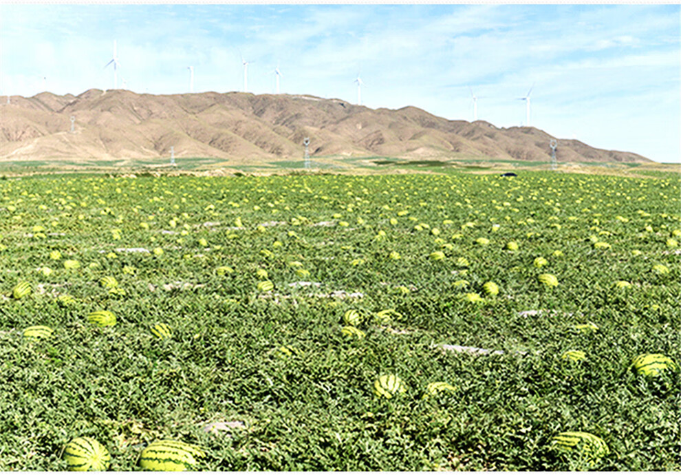 中卫供销宁夏中卫富硒硒砂瓜香山核心产区硒砂西瓜原产地直供西瓜新鲜