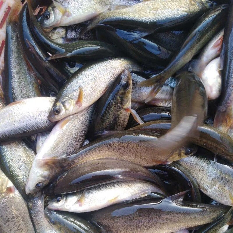 黑龙江特产淡水鱼野生鲜活柳根鱼红赤子小杂鱼 3斤小号野生柳根鱼每斤