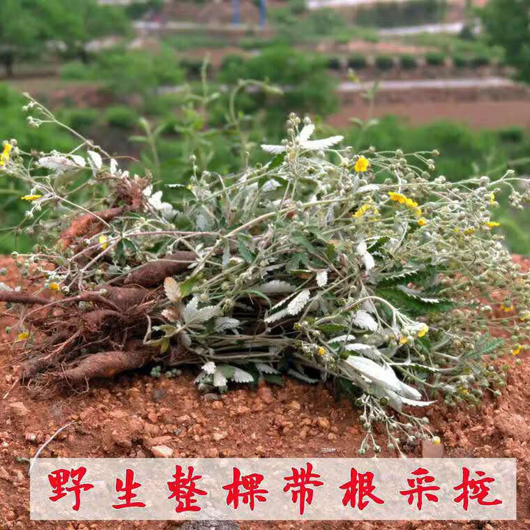 2020年新货翻白草降糖干品 新鲜整颗带根中药材翻白草 50g