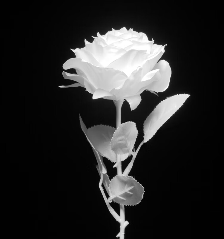 米囹新年快乐黑色仿真玫瑰花黑暗jk写真拍照摄影道具哥特黑玫瑰假花