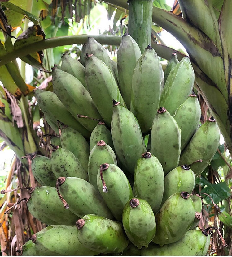 媚调 海南三亚应季芭蕉新鲜水果现摘野生小米蕉孕妇水果香蕉顺丰 8斤