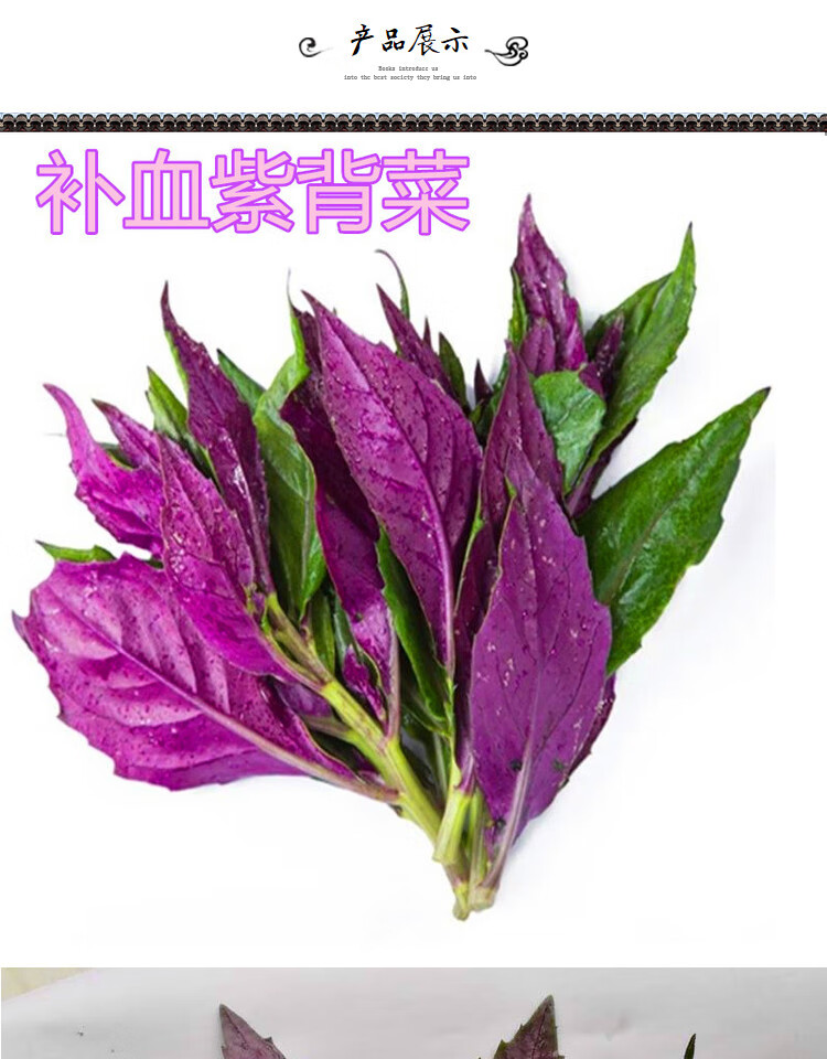 紫背菜种子 观音菜 血皮菜 红背菜种子 特色蔬菜种籽 紫背菜彩装约300