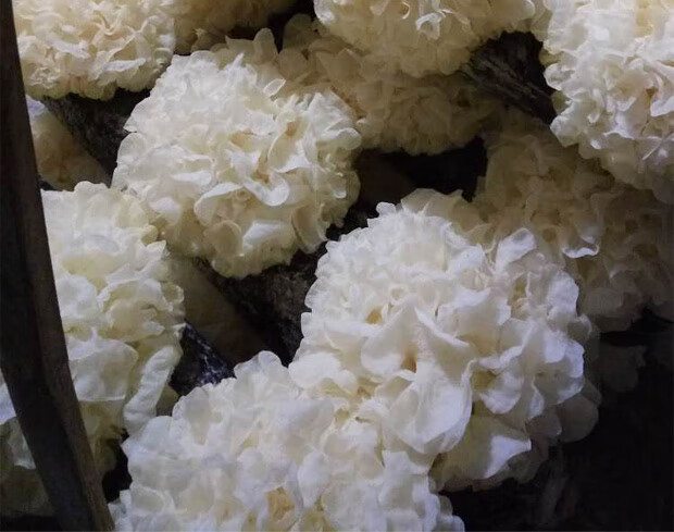 五折新鲜银耳古田湿白木耳糯6朵盒装活无硫非干货易出胶生雪耳带菌棒