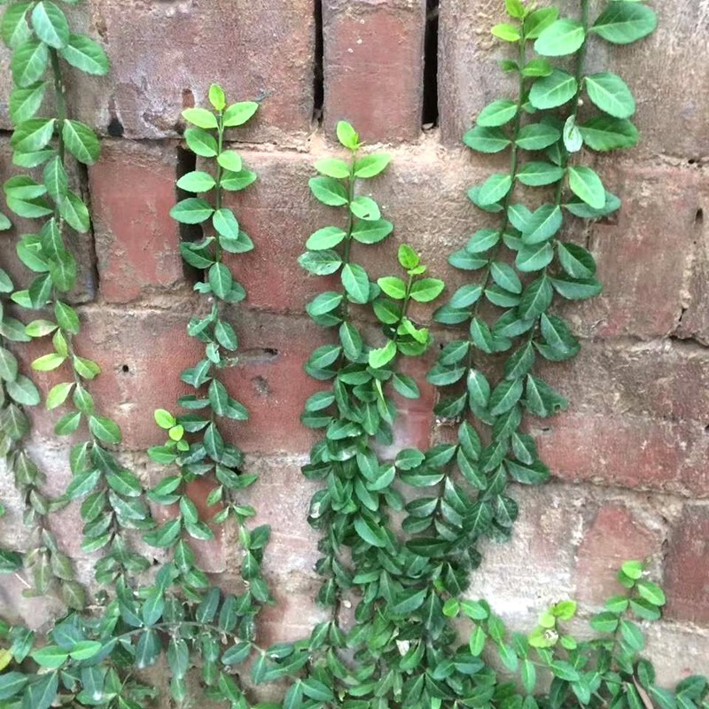 侬律扶芳藤苗常青花卉攀缘植物爬藤小叶扶芳藤苗爬行卫矛大叶可盆栽地