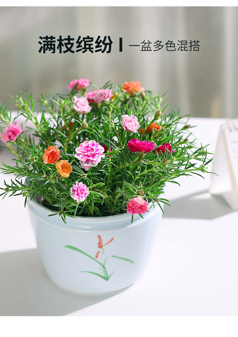 重瓣太阳花盆栽苗带花苞混色宿根好养的阳台花卉易活植物耐热四季wt09