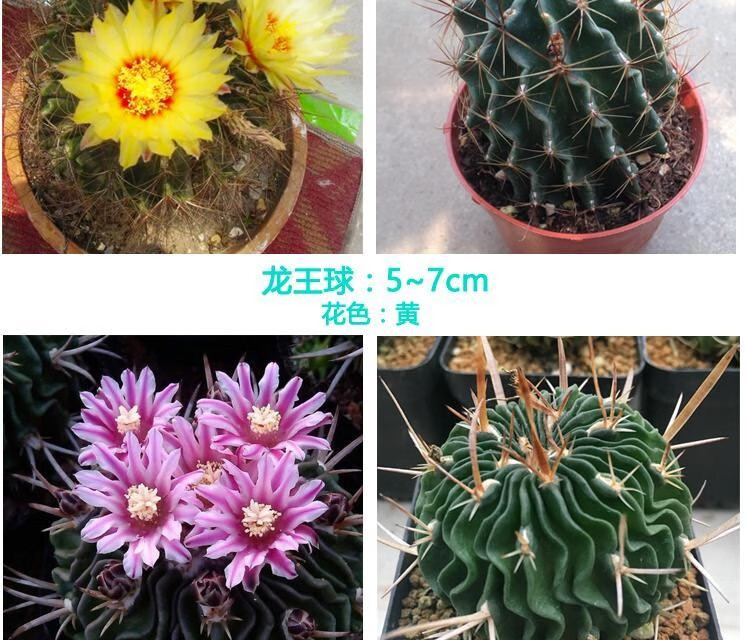 仙人球仙人掌带花苞阳台盆栽植物室内办公室绿植易开花绯花玉 玉翁6