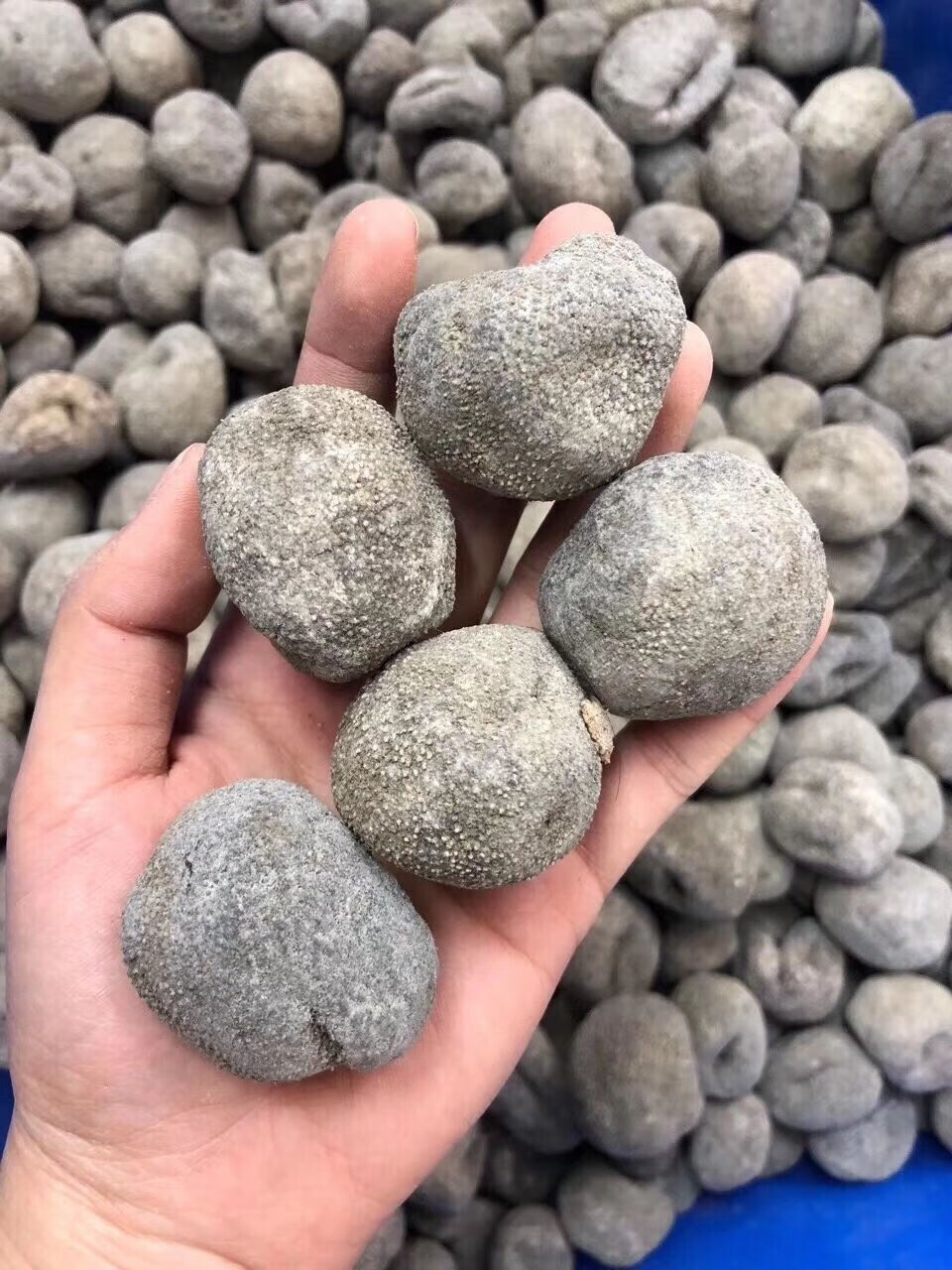 伟博天然海参干货越南淡干珍珠球参乌元球参干货酒店食用材料2070头