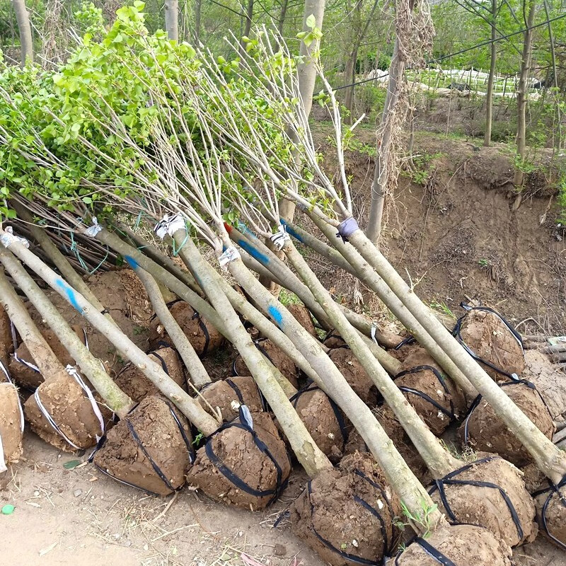 丁香花树苗庭院花树风景树丁香花苗地栽盆栽耐寒苗木蓝色风暴浓香南北
