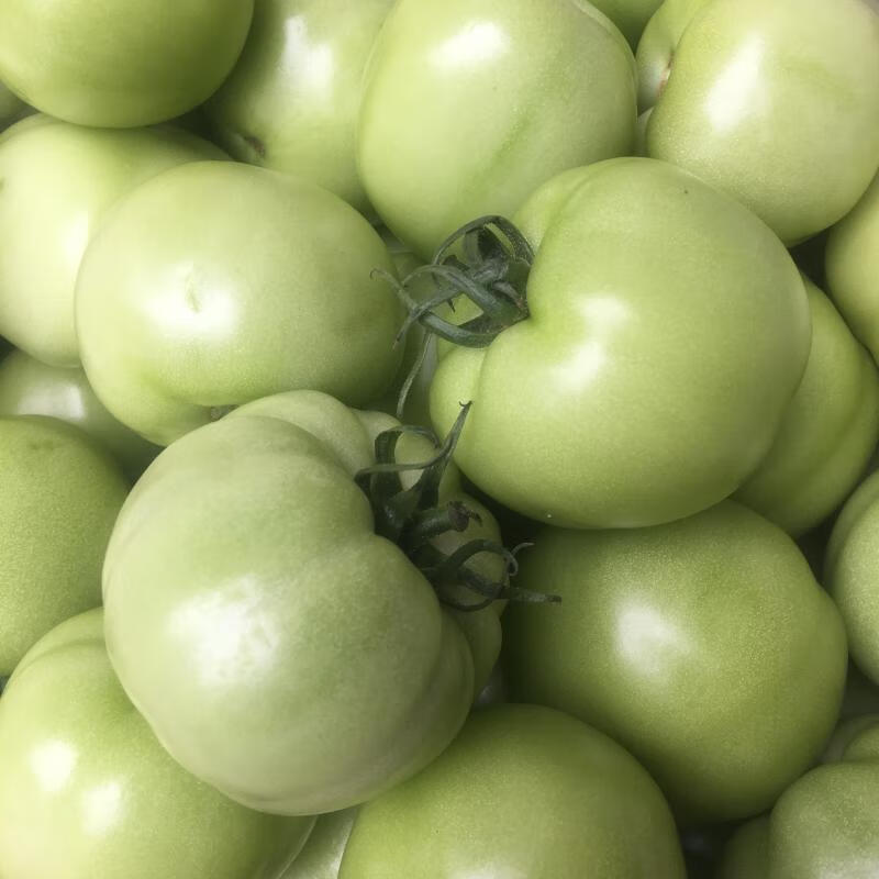 【京鲜配送】新绿番茄新鲜 青番茄 应季青红柿农家自种生蕃茄蔬菜