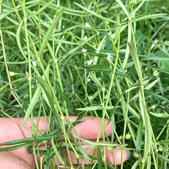 有仁堂白花蛇舌草整株全草500g百花蛇舌草白花舌蛇草新鲜干货中药材