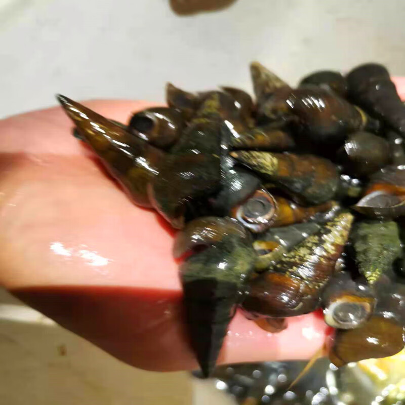 李家亭 广西新鲜山坑螺 3斤装 广西新鲜山坑螺鲜活清甜爽脆坑螺河螺溪