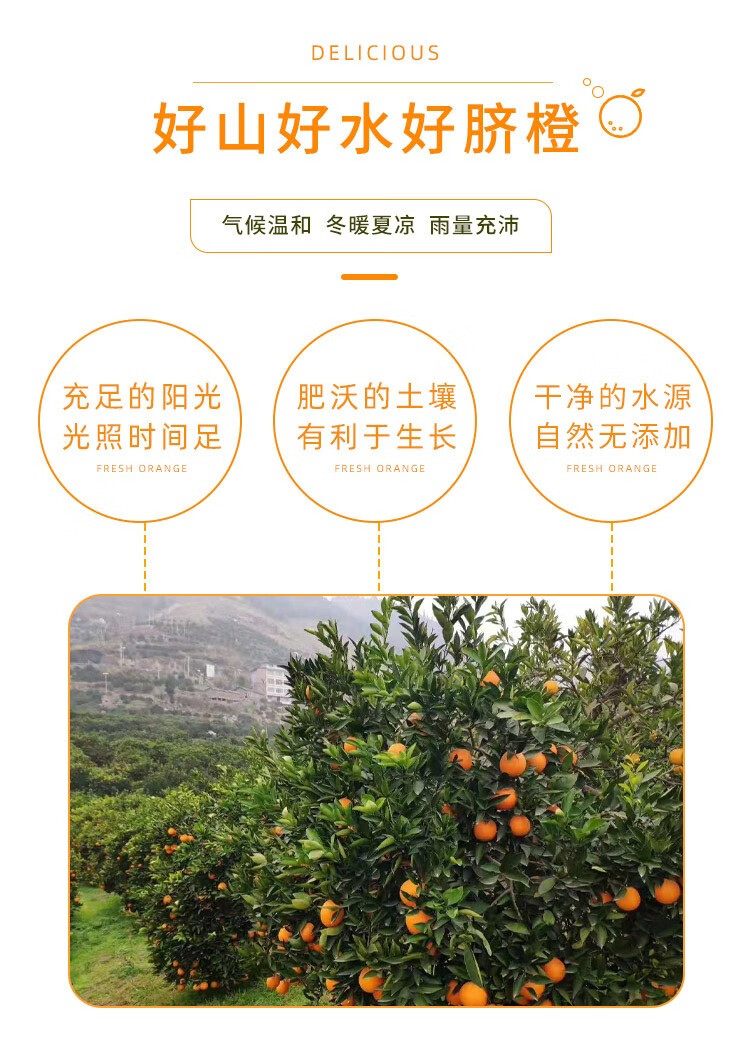 脐橙秭归伦晚脐橙 橙子优选果 现摘生鲜水果 鲜果速发 秭归伦晚3斤