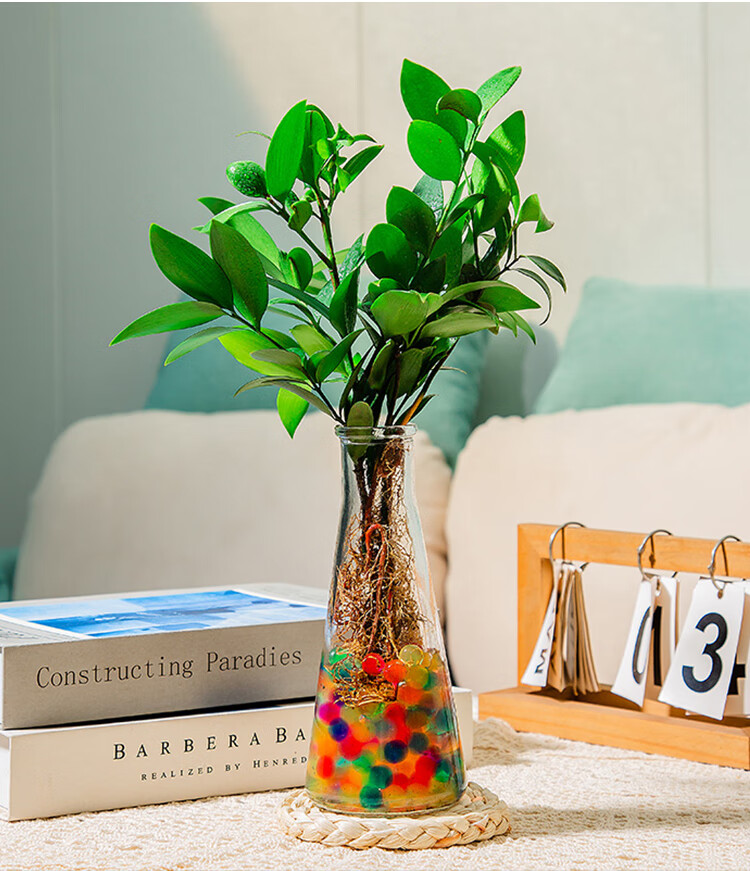 樱之恋水培竹柏水培植物竹柏室内客厅桌面绿植花卉盆栽15cm竹柏5棵含