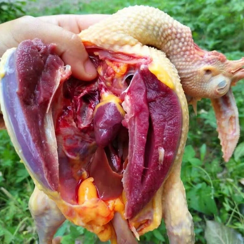 棠鲜生新鲜乳鸽农家老鸽子现杀脆皮乳鸽子肉滋补鸽子汤真空包装乳鸽二